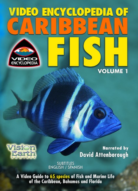 Video Encyclopedia of Caribbean Fish, Volume 1