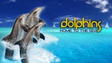 Dolphins, Home to the Sea